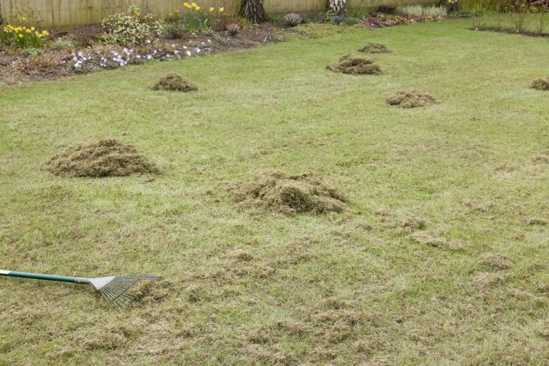 Understanding Dethatching: Benefits and Techniques