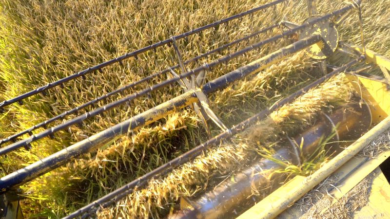 Aeration and Dethatching